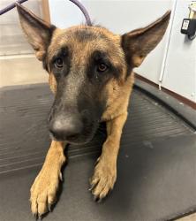 Shelter Stray Male Dog last seen W WHYMAN AVE AND 119TH AVE, 2500 S 27th Ave, Phoenix, AZ 85009, USA