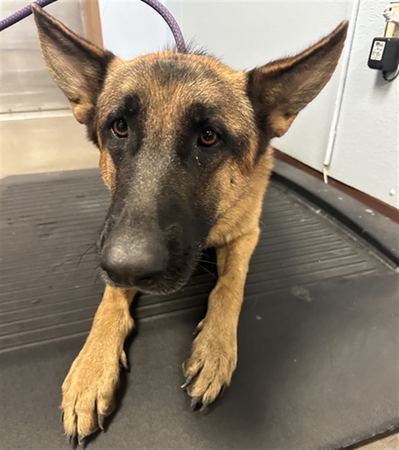 Shelter Stray Male Dog last seen W WHYMAN AVE AND 119TH AVE, 2500 S 27th Ave, Phoenix, AZ 85009, USA