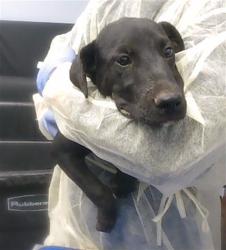 Shelter Stray Female Dog last seen SUNLAND AVE AND 19TH AVE, 2500 S 27th Ave, Phoenix, AZ 85009, USA