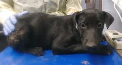 Shelter Stray Male Dog last seen SUNLAND AVE AND 19TH AVE, 2500 S 27th Ave, Phoenix, AZ 85009, USA