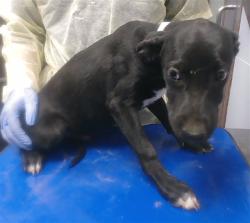 Shelter Stray Male Dog last seen SUNLAND AVE AND 19TH AVE, 2500 S 27th Ave, Phoenix, AZ 85009, USA