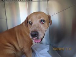 Shelter Stray Male Dog last seen 31ST & BUCKEYE, 5501 E Van Buren St, Phoenix, AZ 85008, USA