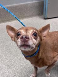 Shelter Stray Female Dog last seen N PECOS RD & E WASHINGTON AVE, 655 N Mojave Rd, Las Vegas, NV 89101, USA