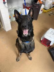 Shelter Stray Male Dog last seen PALOMAR & MONSERATE AVE, 130 Beyer Way, Chula Vista, CA 91911, USA