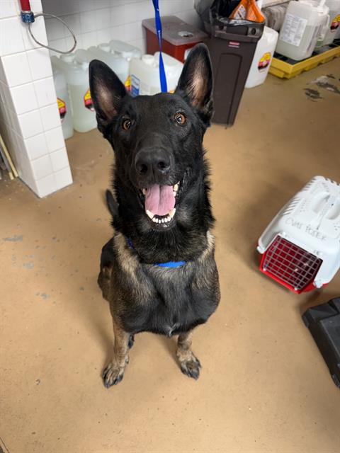 Shelter Stray Male Dog last seen PALOMAR & MONSERATE AVE, 130 Beyer Way, Chula Vista, CA 91911, USA