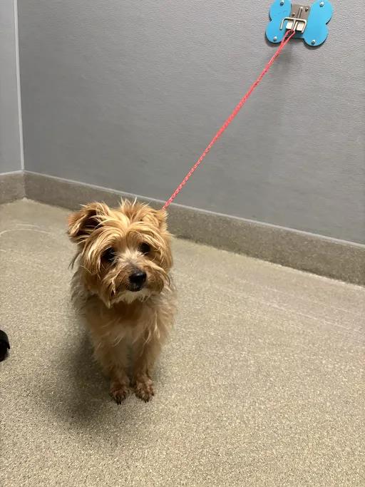 Shelter Stray Female Dog last seen S DURANGO DR & W SUNSET RD, 655 N Mojave Rd, Las Vegas, NV 89101, USA