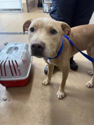 Shelter Stray Male Dog last seen Near BLOCK F STREET, 130 Beyer Way, Chula Vista, CA 91911, USA