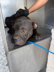 Shelter Stray Female Dog last seen , 4000 N Silverbell Rd, Tucson, AZ 85745, USA