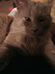 Lost Male Cat last seen Elyria, Ohio, Elyria, OH 44035