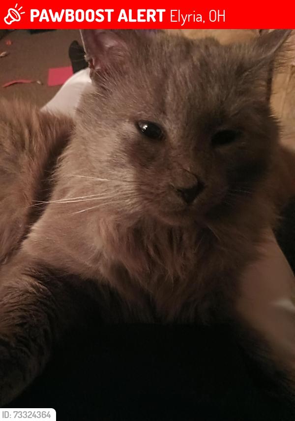 Lost Male Cat last seen Elyria, Ohio, Elyria, OH 44035