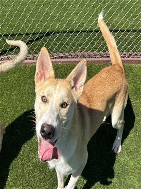 Shelter Stray Male Dog last seen Near BLOCK E MESA DR, 333 Chandler Pl, San Bernardino, CA 92408, USA