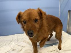 Shelter Stray Male Dog last seen Near BLOCK N VISTA AVE, 333 Chandler Pl, San Bernardino, CA 92408, USA