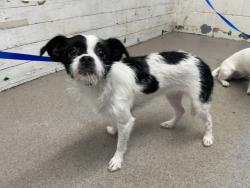 Shelter Stray Female Dog last seen WALMART ON HALLMARK PKWY, 333 Chandler Pl, San Bernardino, CA 92408, USA