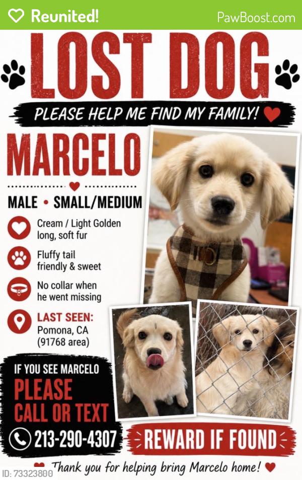Reunited Male Dog last seen Arroyo Ave, Pomona, CA 91768, USA, Pomona, CA 91768