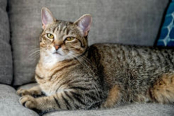 Lost Male Cat last seen Near Lonsome Trail, Conesus, NY, USA, Conesus, NY 14435