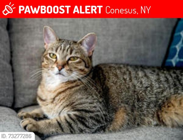 Lost Male Cat last seen Near Lonsome Trail, Conesus, NY, USA, Conesus, NY 14435