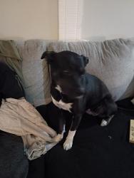 Lost Female Dog last seen menual and Jefferson St NE, Albuquerque, NM 87110