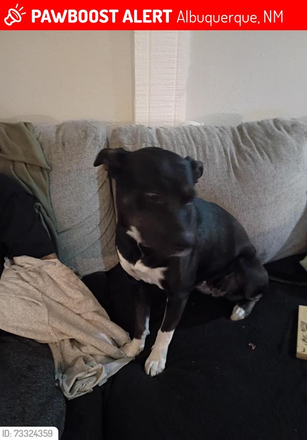 Lost Female Dog last seen menual and Jefferson St NE, Albuquerque, NM 87110
