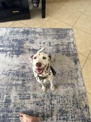 Reunited Female Dog last seen Craig rupp k9 dog park, Pembroke Pines, FL 33024