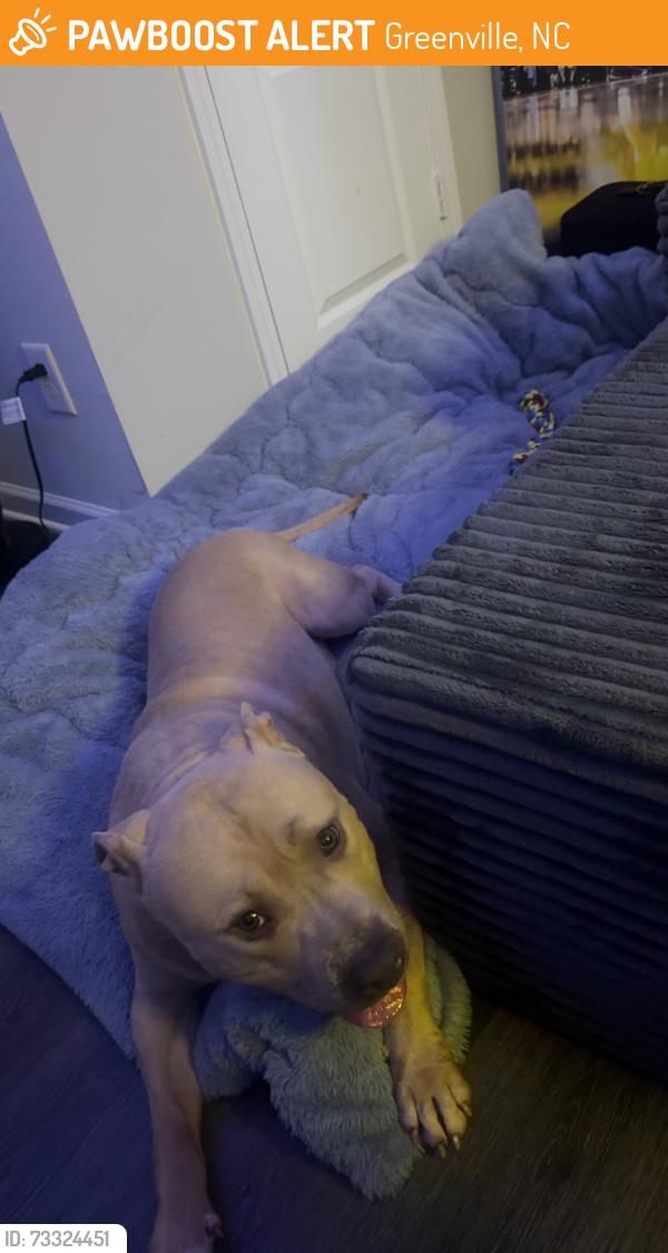 Found/Stray Male Dog last seen Bostic drive, Greenville, NC 27834