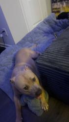 Found/Stray Male Dog last seen Bostic drive, Greenville, NC 27834
