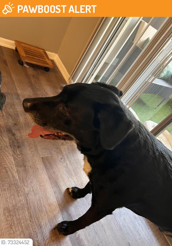 Found/Stray Male Dog last seen Station 121 apmt Homes, North Richland Hills, TX 76180