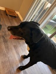 Found/Stray Male Dog last seen Station 121 apmt Homes, North Richland Hills, TX 76180