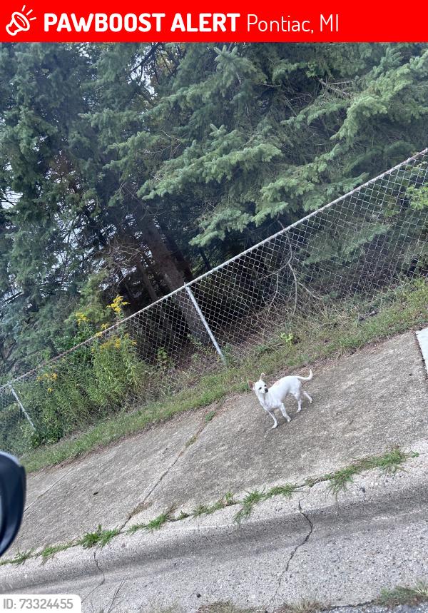 Lost Unknown Dog last seen Joslyn, Pontiac, MI 48340
