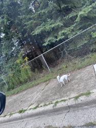 Lost Unknown Dog last seen Joslyn, Pontiac, MI 48340
