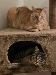 Lost Male Cat last seen Berry valley dr and Tahoma, Yelm, WA 98597