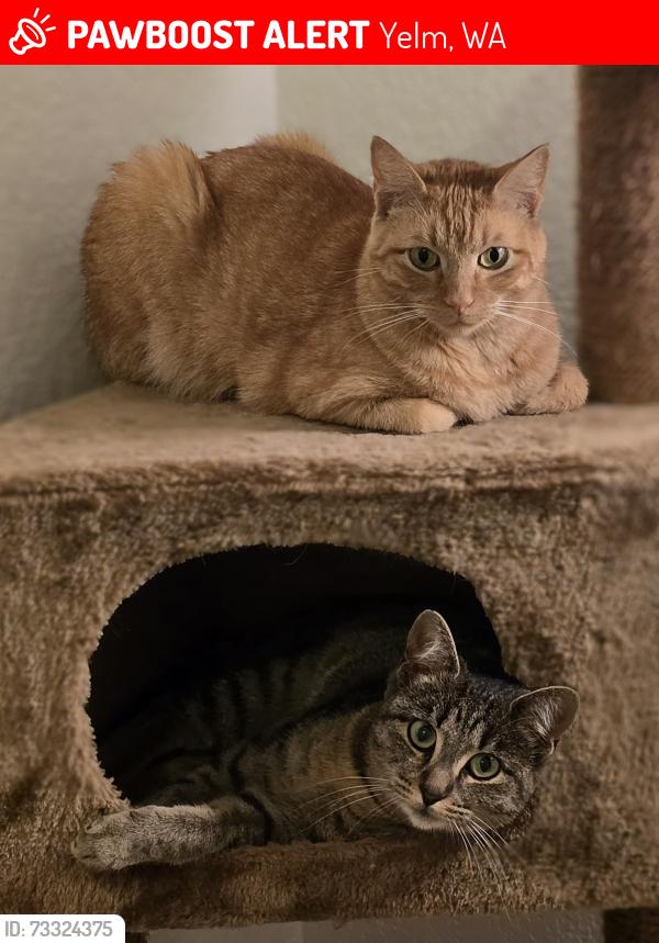 Lost Male Cat last seen Berry valley dr and Tahoma, Yelm, WA 98597