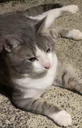 Found/Stray Male Cat last seen Near N. Ripley Street Alexandria VA, Alexandria, VA 22304