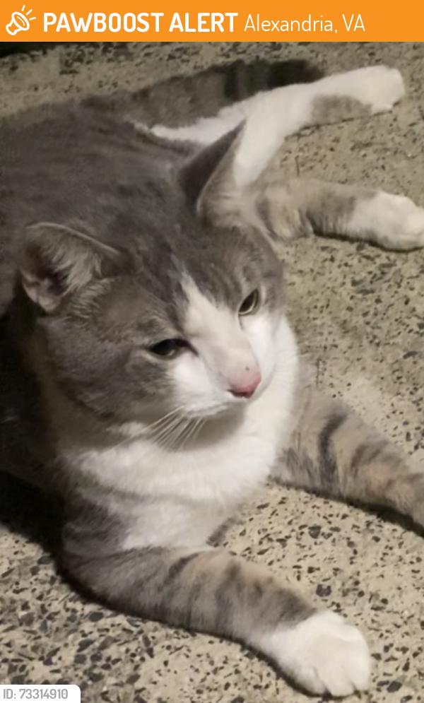 Found/Stray Male Cat last seen Near N. Ripley Street Alexandria VA, Alexandria, VA 22304