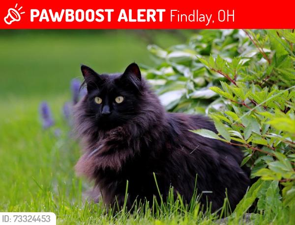 Lost Female Cat last seen Rest area 75 N exit before Findlay Ohio, Findlay, OH 45840