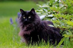Lost Female Cat last seen Rest area 75 N exit before Findlay Ohio, Findlay, OH 45840