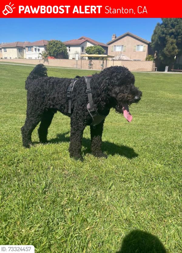 Lost Male Dog last seen Beach and Katela, Stanton, CA 90680