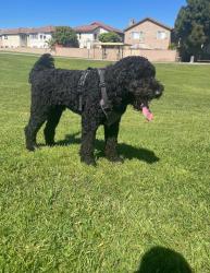Lost Male Dog last seen Beach and Katela, Stanton, CA 90680