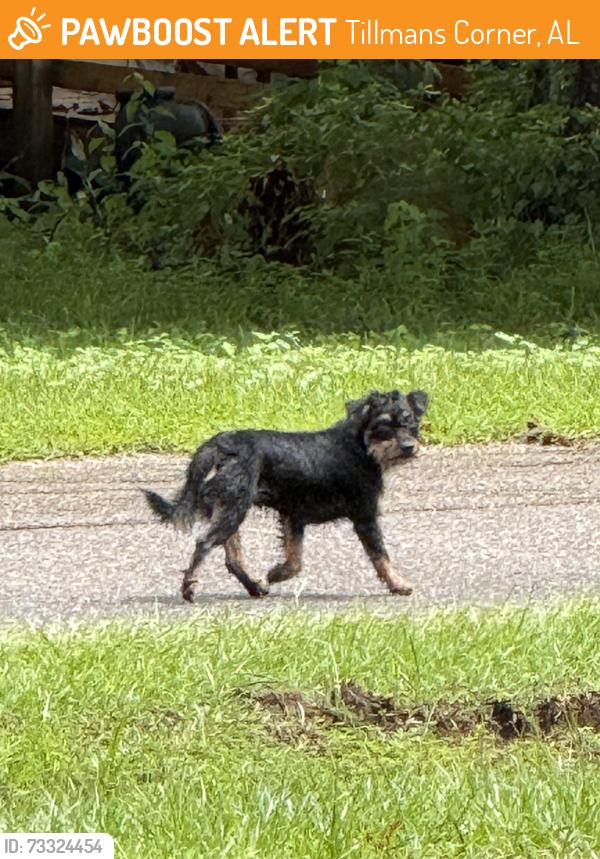 Found/Stray Unknown Dog last seen Old Pascagoula road & Mamount Blvd, Tillmans Corner, AL 36582