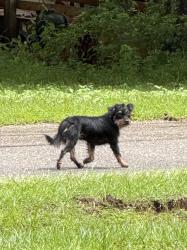 Found/Stray Unknown Dog last seen Old Pascagoula road & Mamount Blvd, Tillmans Corner, AL 36582