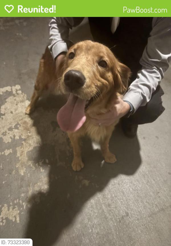 Reunited Female Dog last seen Hillary Dr, Mansfield, TX 76063