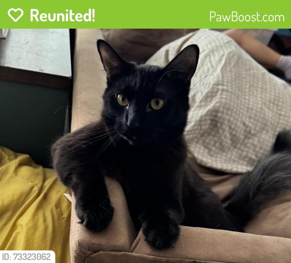 Reunited Male Cat last seen The Village, Carlton Way, The Village, OK 73120