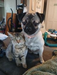 Found/Stray Female Dog last seen General mcmullen, bandera, San Antonio, TX 78228