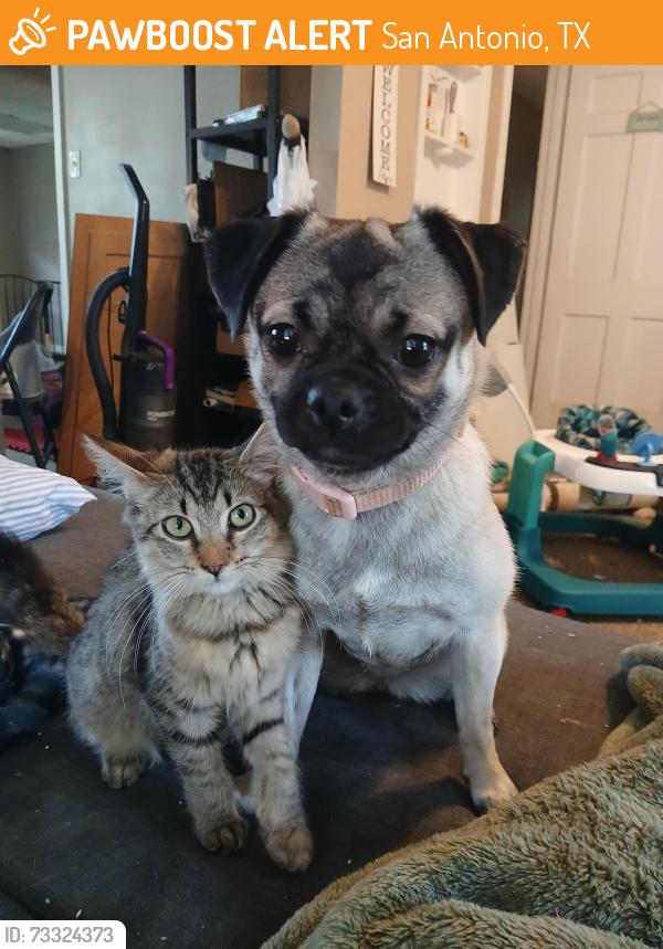 Found/Stray Female Dog last seen General mcmullen, bandera, San Antonio, TX 78228