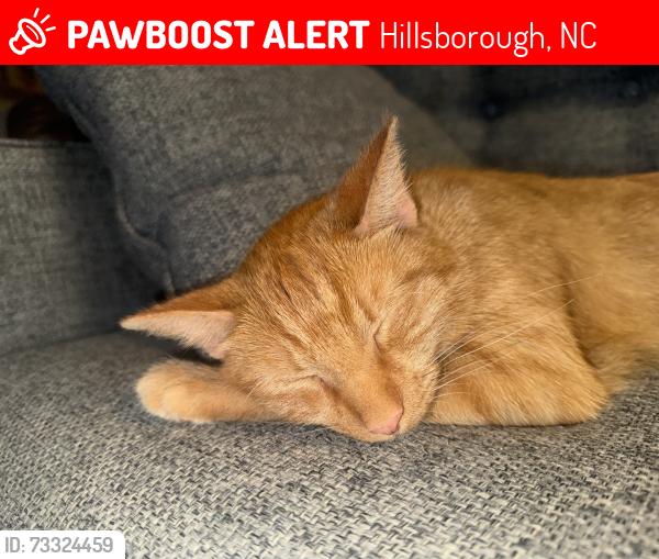Lost Male Cat last seen Walker Farm Road, Hillsborough, NC 27278