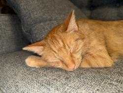 Lost Male Cat last seen Walker Farm Road, Hillsborough, NC 27278