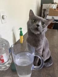 Lost Female Cat last seen Main and rivercrest, Allen, TX 75002
