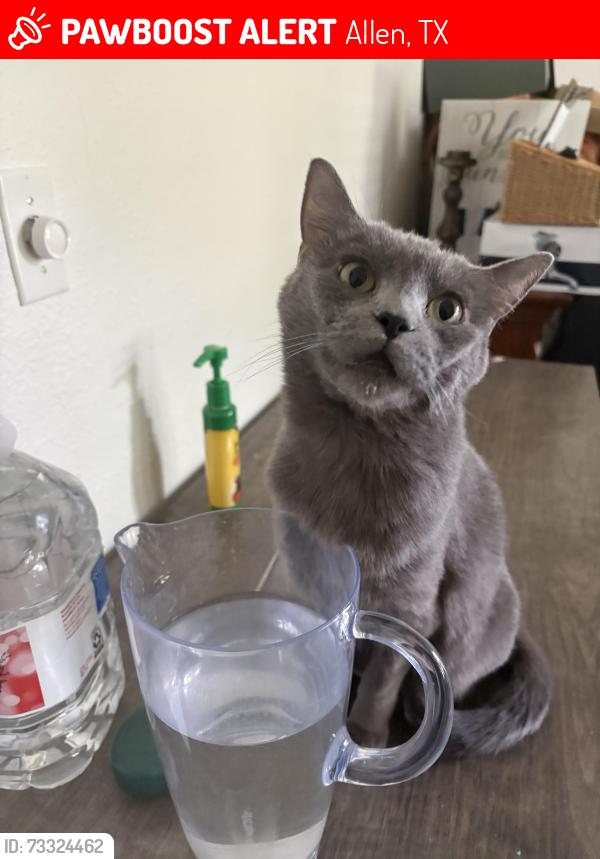 Lost Female Cat last seen Main and rivercrest, Allen, TX 75002
