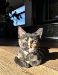 Reunited Female Cat last seen Belgrave and Roberts, Reno, NV 89502
