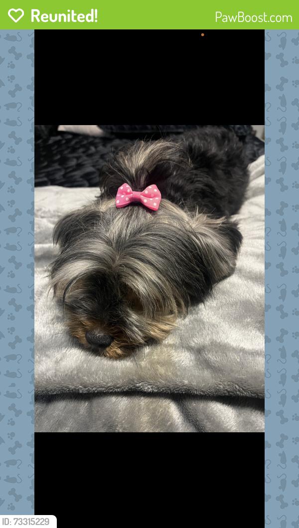 Reunited Female Dog last seen West hatch and vivian, Modesto, CA 95358