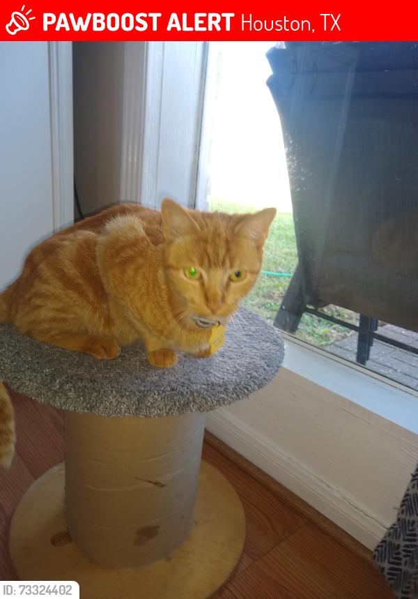 Lost Female Cat last seen Gesner Rd, Houston, TX 77063